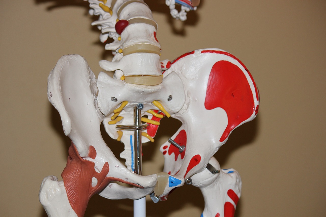 hip bone anatomy model