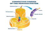 Laser Treatments for Neuromas & Neuropathies